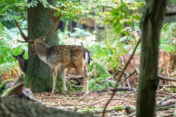 Fallow deer with young