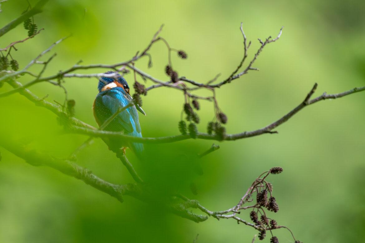 kingfisher