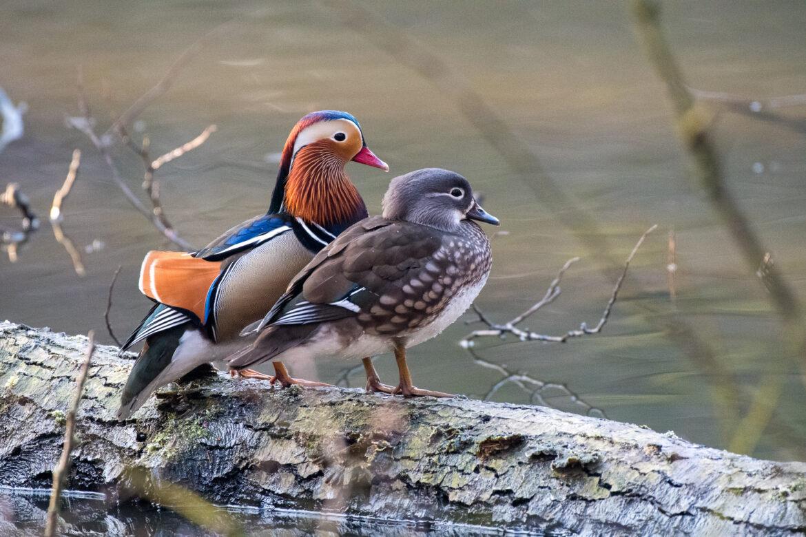 mandarin ducks, male and female