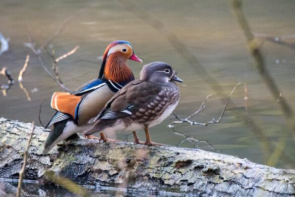 mandarin ducks, male and female